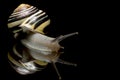 Cute Snail. Garden snail isolated on black. Close-up. Garden snail on black reflective background