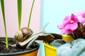Cute snail near green plant. Natural remedies. Adorable snail close up. Little slime with shell or snail in plant pot