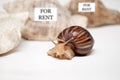ÃÂ cute snail shell chooses Royalty Free Stock Photo