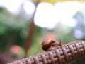 A cute snail walking on a pool bed with soft light garden background in evening time Royalty Free Stock Photo