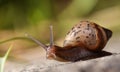 Cute Snails green macro photo