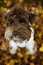 Cute snauzer puppy sitting in autumn landscape Royalty Free Stock Photo