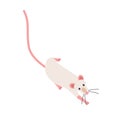 Cute sneaking fancy rat. Adorable domesticated rodent isolated on white background. Funny domestic animal slinking or