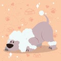 Cute sniffing french poodle dog cartoon character Vector