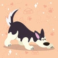 Cute sniffing husky dog cartoon character Vector