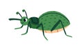 Cute snout beetle. Funny bug character, true weevils. Happy smiling adorable insect with long nose, proboscis. Childish