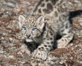 Snow leopard kitten on rocky surface