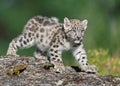 Snow leopard kitten prowling Royalty Free Stock Photo