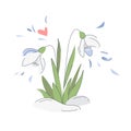 Cute snowdrops with leaves  in pastel colors. Spring snowdrops flowers in snow. Beautiful spring flowers. Royalty Free Stock Photo