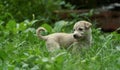 A Cute soft brown color Puppy Sitting with copyspace on the left. small cute puppy dog looking front, Indian street dog puppy Royalty Free Stock Photo