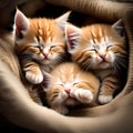 Cute soft kittens sleeping - ai generated image