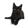 Cute solid black Maine Coon cat kitten on white background Royalty Free Stock Photo