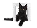 Cute solid black Maine Coon cat kitten on white background Royalty Free Stock Photo