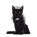 Black Maine Coon cat kitten with angel wings on white Royalty Free Stock Photo