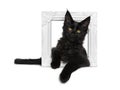 Cute solid black Maine Coon cat kitten on white background Royalty Free Stock Photo