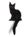 Cute solid black Maine Coon cat kitten on white background