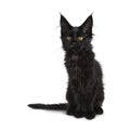 Cute solid black Maine Coon cat kitten on white background Royalty Free Stock Photo