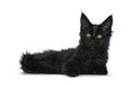 Cute solid black Maine Coon cat kitten on white background Royalty Free Stock Photo