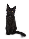Cute solid black Maine Coon cat kitten on white background
