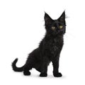 Cute solid black Maine Coon cat kitten on white background Royalty Free Stock Photo