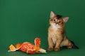 Cute somali kitten on the green background Royalty Free Stock Photo