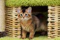 Cute somali kitten indoor