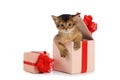 Cute somali kitten in a present box