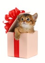 Cute somali kitten in a present box Royalty Free Stock Photo