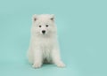 Cute somoyed puppy sitting on a blue background Royalty Free Stock Photo