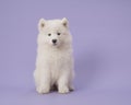 Cute somoyed puppy sitting on a purple background Royalty Free Stock Photo