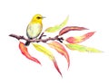 Cute song bird on autumn twig with red and yellow leaves. Water color