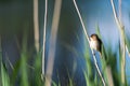 Cute songbird, Reed Warbler, sitting in the reeds