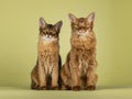 Somali cat on green background Royalty Free Stock Photo