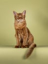 Somali cat on green background Royalty Free Stock Photo