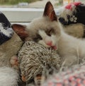 Cute sound asleep little kitten with cat toy in its mouth Royalty Free Stock Photo