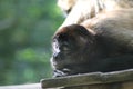 cute south american black-handed spider monkey sleeping in the sun