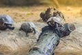 Cute South American Side Necked Turtle, also called arran or giant South American river turtle, large and somewhat flat freshwater