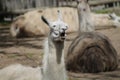 cute south american white llama with those big yawning teeth