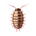 Cute sowbug in cartoon style, isolated vector Royalty Free Stock Photo