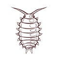 Cute sowbug in cartoon style, isolated vector Royalty Free Stock Photo