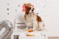 Cute spaniel with pink bow sitting on wooden bench near cake with fruits and candle on box near number two of balloon. Royalty Free Stock Photo