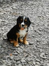 Cute spaniel tricolour puppy