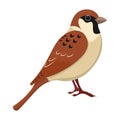 Cute sparrow cartoon vector illustration.