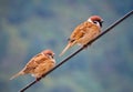 Cute Sparrow couples sitting on the wire. Royalty Free Stock Photo