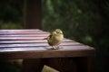 Cute sparrow. Royalty Free Stock Photo