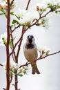 Cute Sparrow sitting on a flowering branch of an Apple tree in the spring. Apple blossom flowers full of bright light Royalty Free Stock Photo