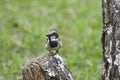 Cute Sparrow sitting on tree stump on a background of green meadows