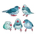 cute sparrows in blue and red colors