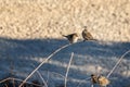 Cute sparrows sitting on the branch