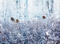 Cute Sparrows sitting